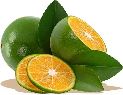 Calamansi .